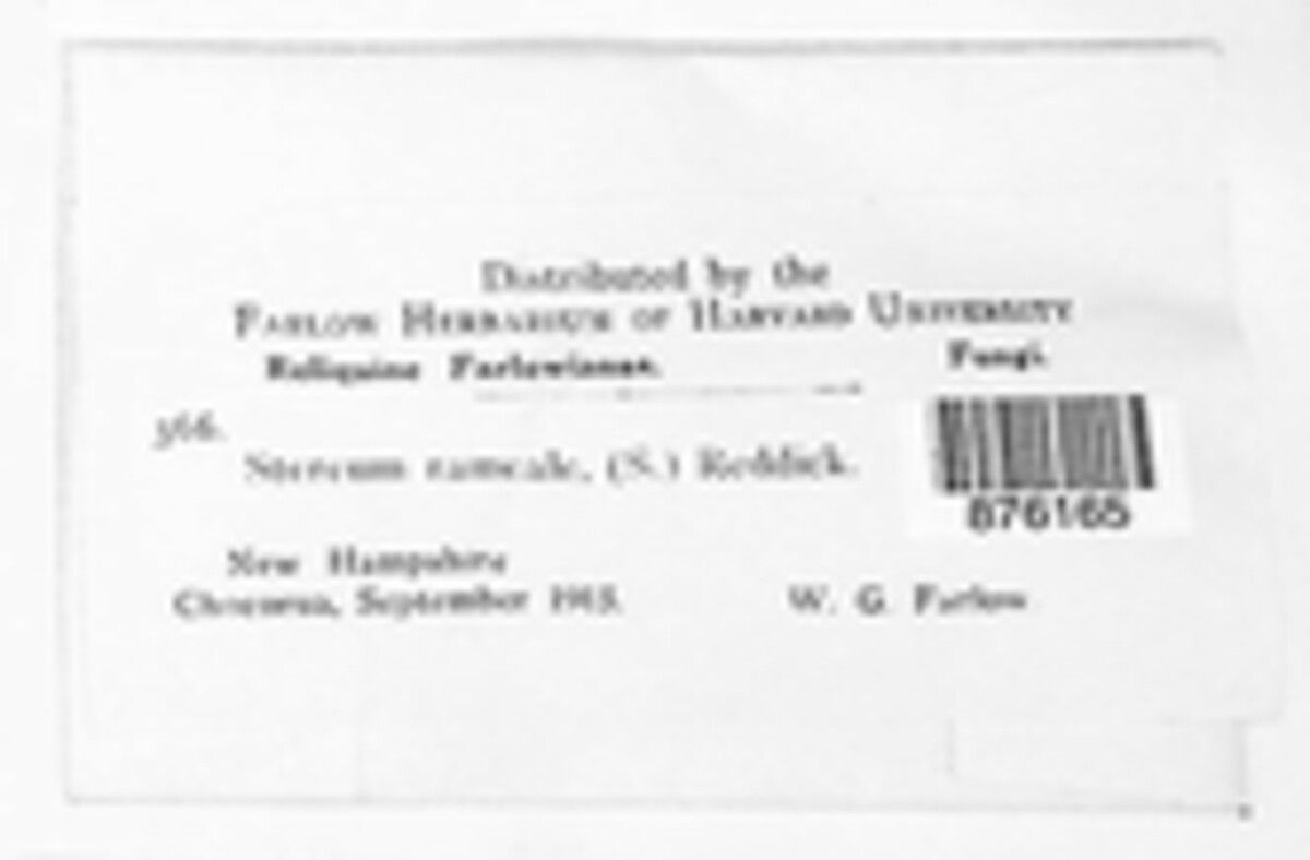 Stereum hirsutum image